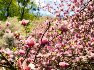 Magnolia pink blossom tree flowers