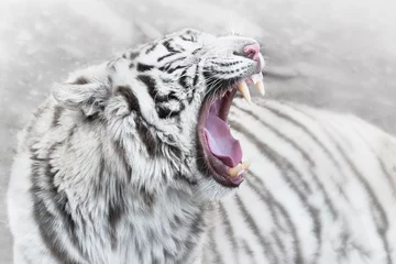 Papier Peint photo Lavable Tigre Fury of white tiger