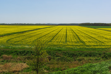 Fototapeta na wymiar Beautifully blooming rape field (lat. Brassica napus)