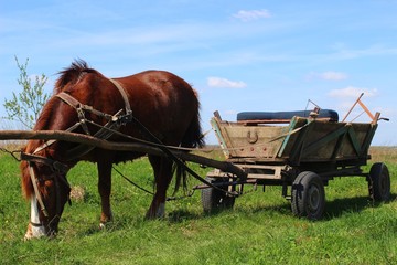 The horse and the cart in the summer