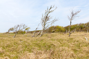 Obraz na płótnie Canvas vom Wind gebogene Birken auf Norderney