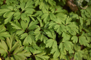 Anemone nemorosa