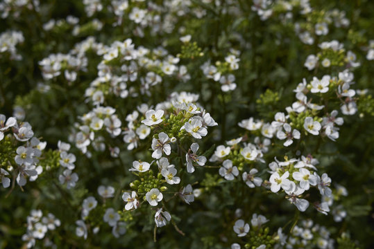 Diplotaxis erucoides