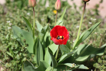 Obraz premium Flowers in the garden close up. Flowers in spring