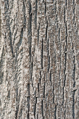 Lindenrinde, Linde, Tilia