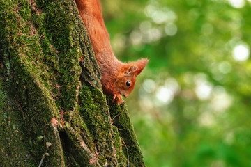 squirrel head down Sciurus vulgaris