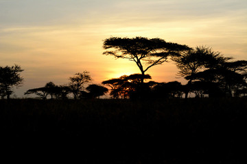 levé de soleil sur serengetie