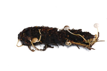 The small fungus Strobilurus esculenta growing on spruce cones