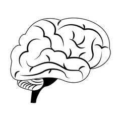 Human brain isolated vector illustration graphic design