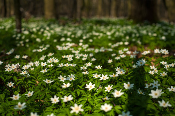 Anemone nemorosa flower in the forest in the sunny day. Wood anemone, windflower, thimbleweed.