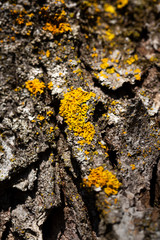 Close-up on yellow lichen growing on the bark of a tree