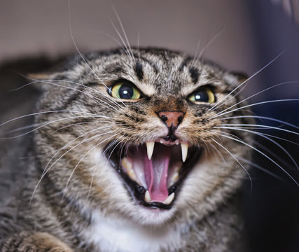 Angry adult tabby cat hissing and showing teeth Stock Photo