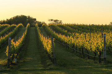 Vineyards