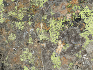 Old mossy stone texture. Lichen on the stone surface