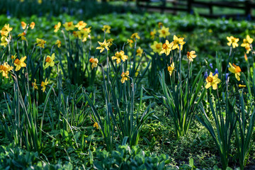 Obraz premium Easter background with fresh spring flowers Daffodil flowers in the field under sunny Yellow daffodils in grass. Summer background. Square image.
