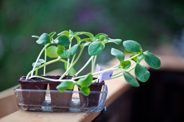 Keimlinge vom Kürbis