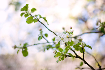 Frühapfelbaum-Blüte