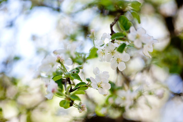 Frühapfelbaum-Blüte