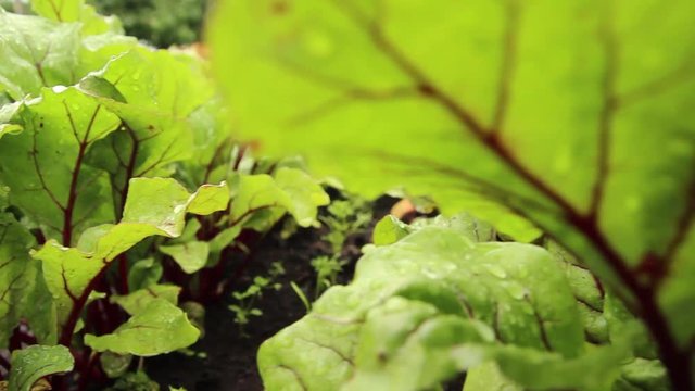 Organic Sallad