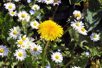 Close up of Dandelion in the field