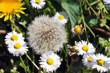 Close up of Dandelion in the field