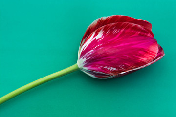 Spring tulip