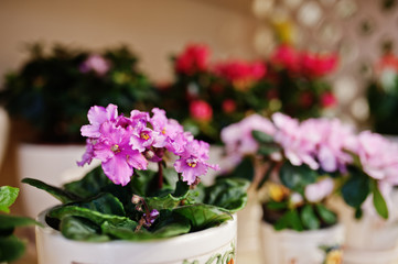Obraz na płótnie Canvas Viola or violet flowers on pots at store.