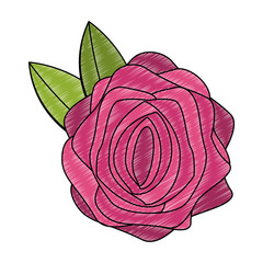 Beautiful flower symbol vector illustration graphic design