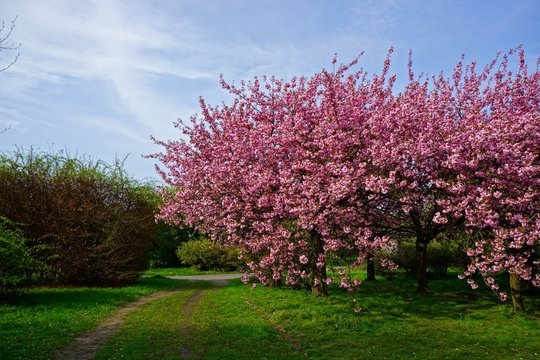 Pink flowers blossomed Japanese cherry 


