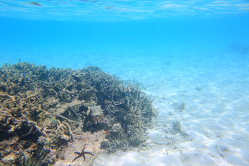 Sad view of dead but still gorgeous coral reefs. Indian Ocean. Maldives. Underwater world.	