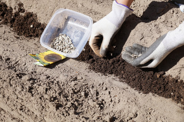Spring works in a home garden, sowing sunflower seeds.