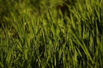 Green grass closeup on dark background 