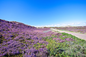 Radweg zwischen Dünen und Heidekraut auf Sylt