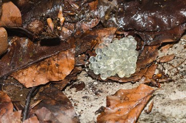 Eggs laid by frogs.