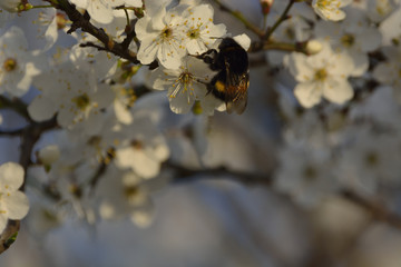 bumblebee are all in the dust of flowers