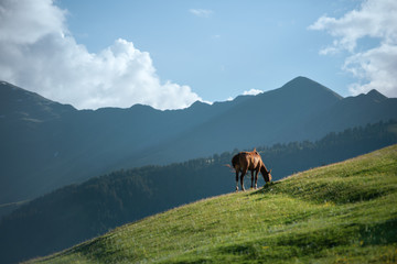 Fototapeta na wymiar Horse on a mountain hill. Landscape of mountains with a horse.