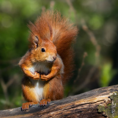 Aufrecht sitzendes rotes Eichhörnchen mit Pfoten vor der Brust