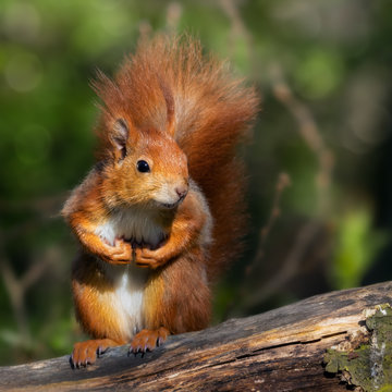 Aufrecht sitzendes rotes Eichh&ouml;rnchen mit Pfoten vor der Brust