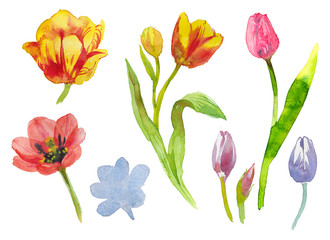 Set collection watercolor tulips with leaves isolated on white for creating compositions and bouquets hand painted art