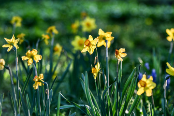 Easter background with fresh spring flowers Daffodil flowers in the field under sunny Yellow daffodils in grass. Summer background. Square image.