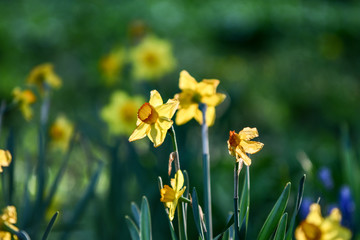 Easter background with fresh spring flowers Daffodil flowers in the field under sunny Yellow daffodils in grass. Summer background. Square image.