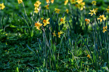 Easter background with fresh spring flowers Daffodil flowers in the field under sunny Yellow daffodils in grass. Summer background. Square image.