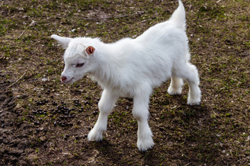 Newborn goat on the farmyard. Portrait of baby goat