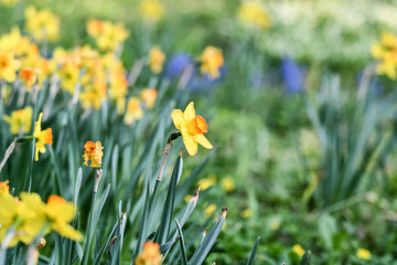 Easter background with fresh spring flowers Daffodil flowers in the field under sunny Yellow daffodils in grass. Summer background. Square image.