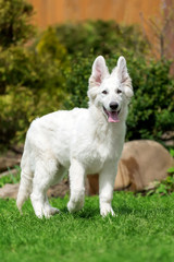 Berger Blanc Suisse White german shepherd poppy