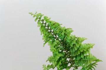 Leaves of the fern Nephrolepis exaltata