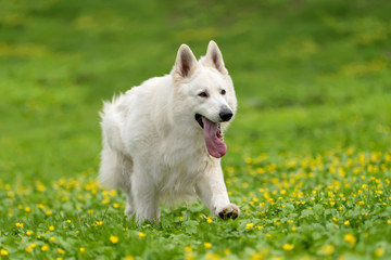 Berger Blanc Suisse White german shepherd