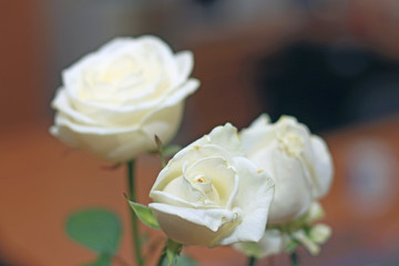 bouquet of white roses