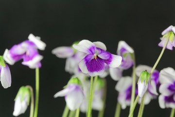 The violet Viola hederacea from Australia.