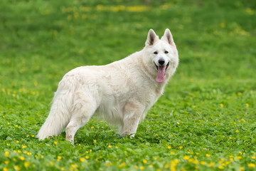 Berger Blanc Suisse White german shepherd